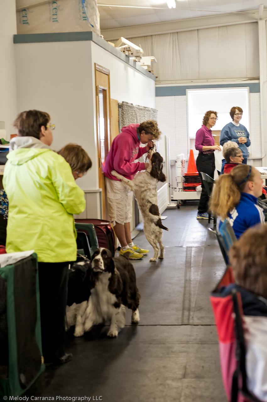 2014 WESSA Specialty Show | Obedience/Rally Trial