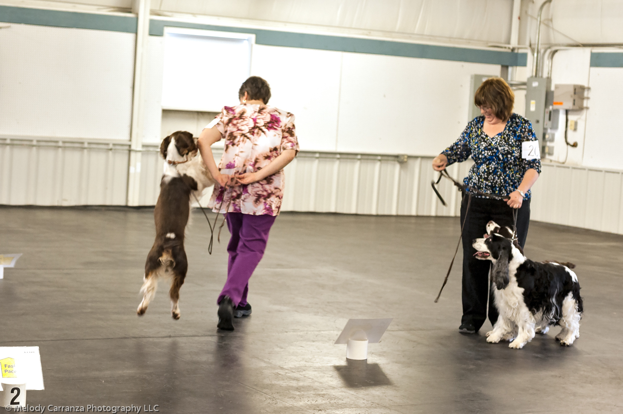 2014 WESSA Specialty Show | Obedience/Rally Trial