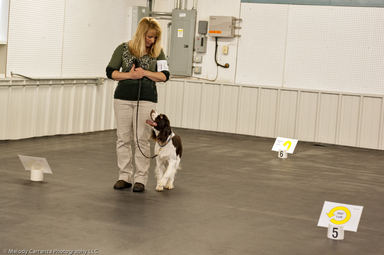 2014 WESSA Specialty Show | Obedience/Rally Trial