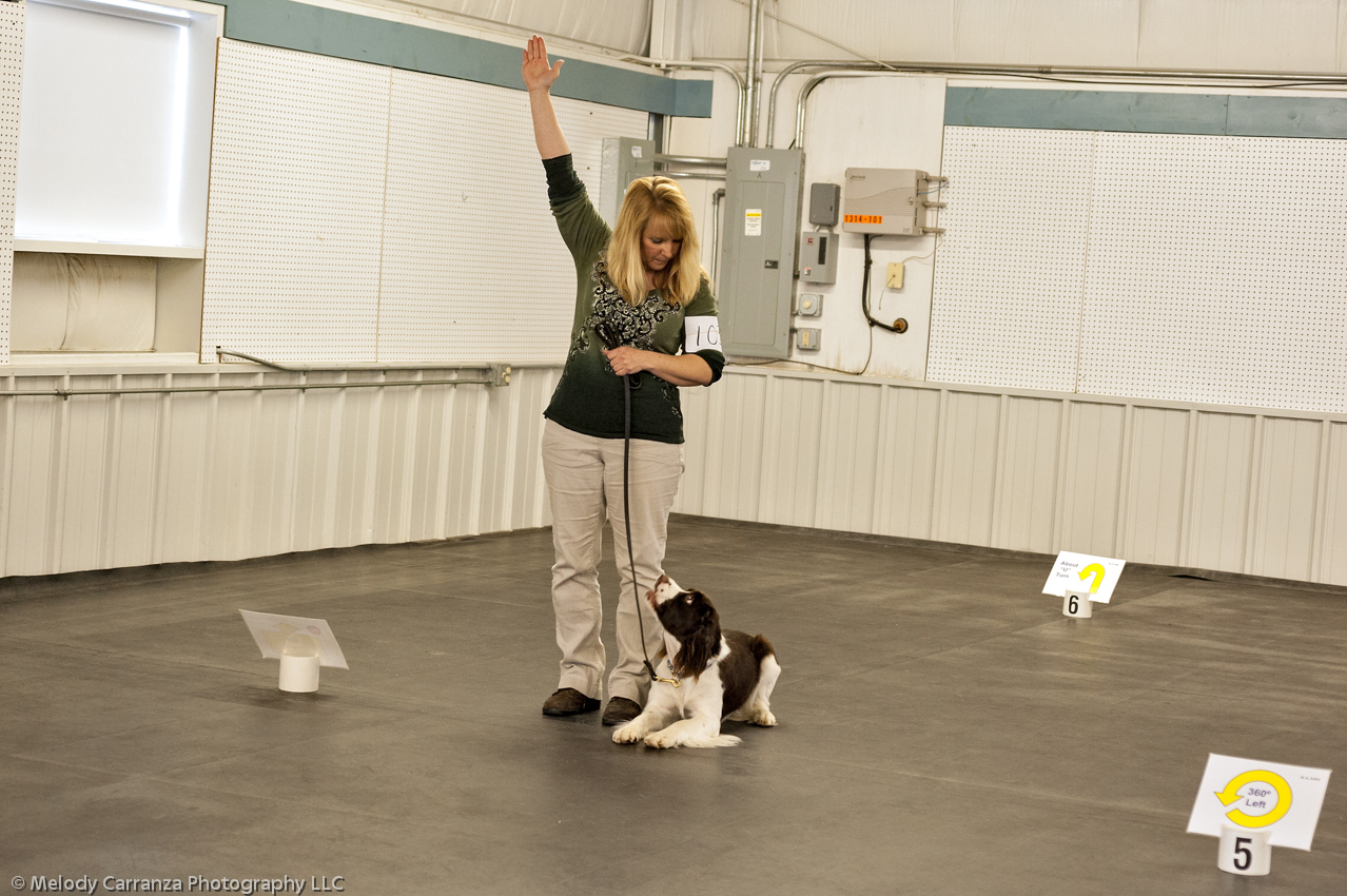 2014 WESSA Specialty Show | Obedience/Rally Trial