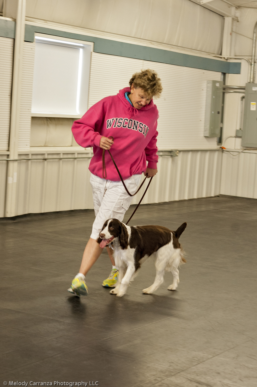 2014 WESSA Specialty Show | Obedience/Rally Trial