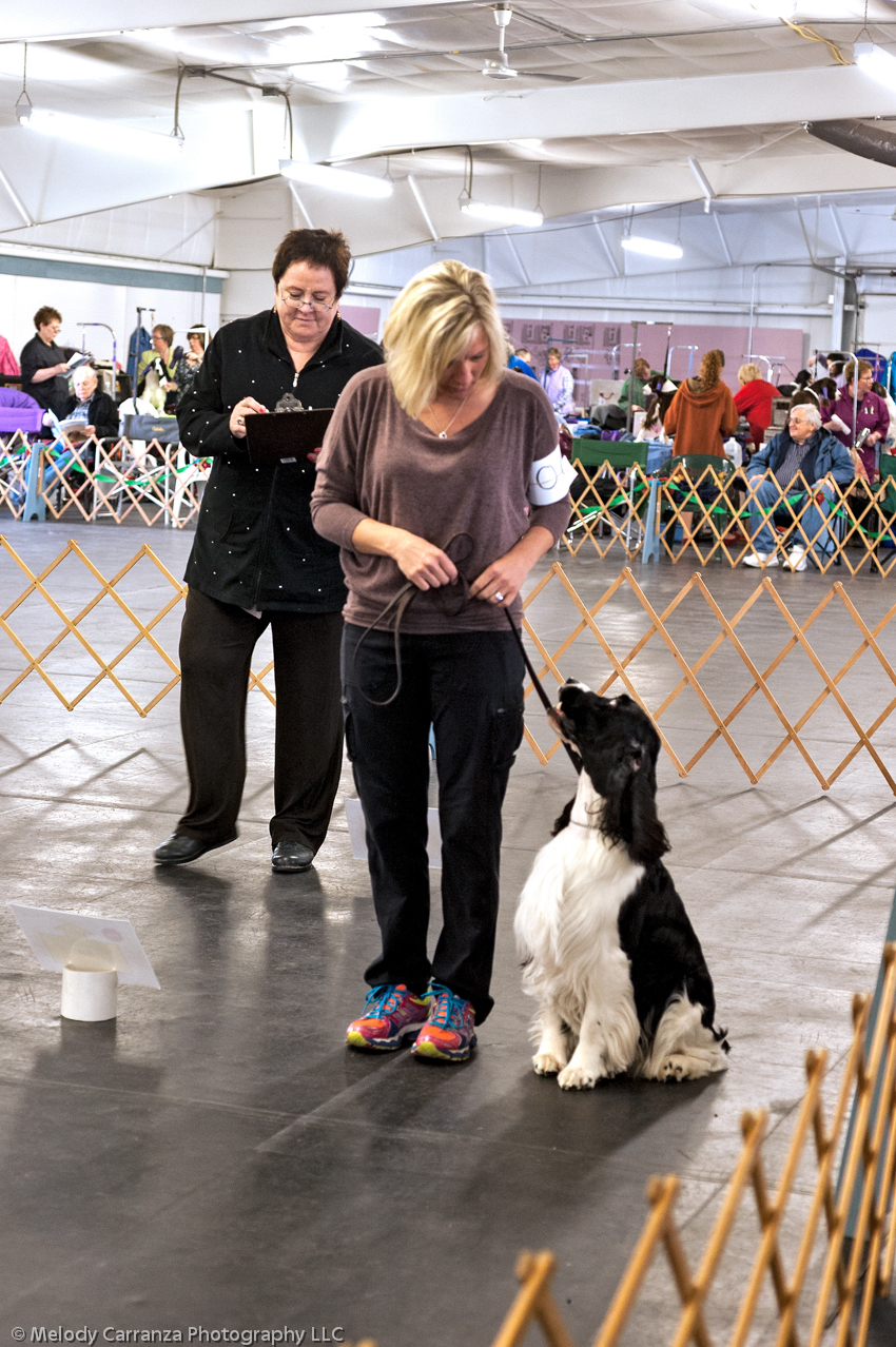 2014 WESSA Specialty Show | Obedience/Rally Trial