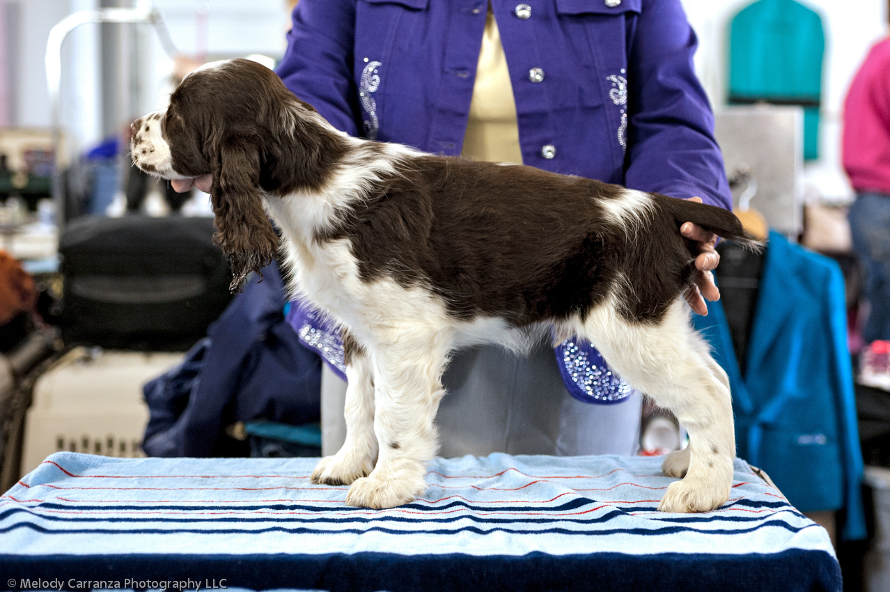 2014 WESSA Specialty Show | Obedience/Rally Trial