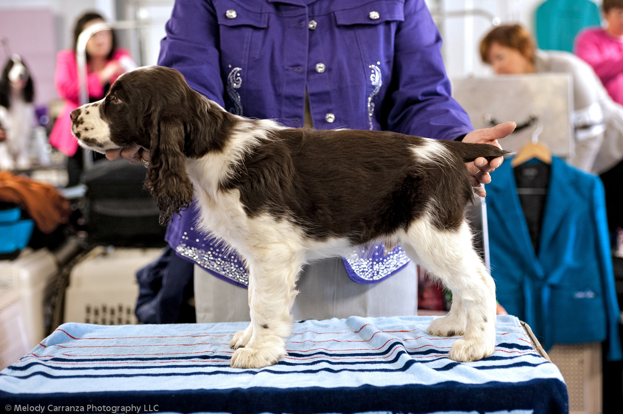 2014 WESSA Specialty Show | Obedience/Rally Trial