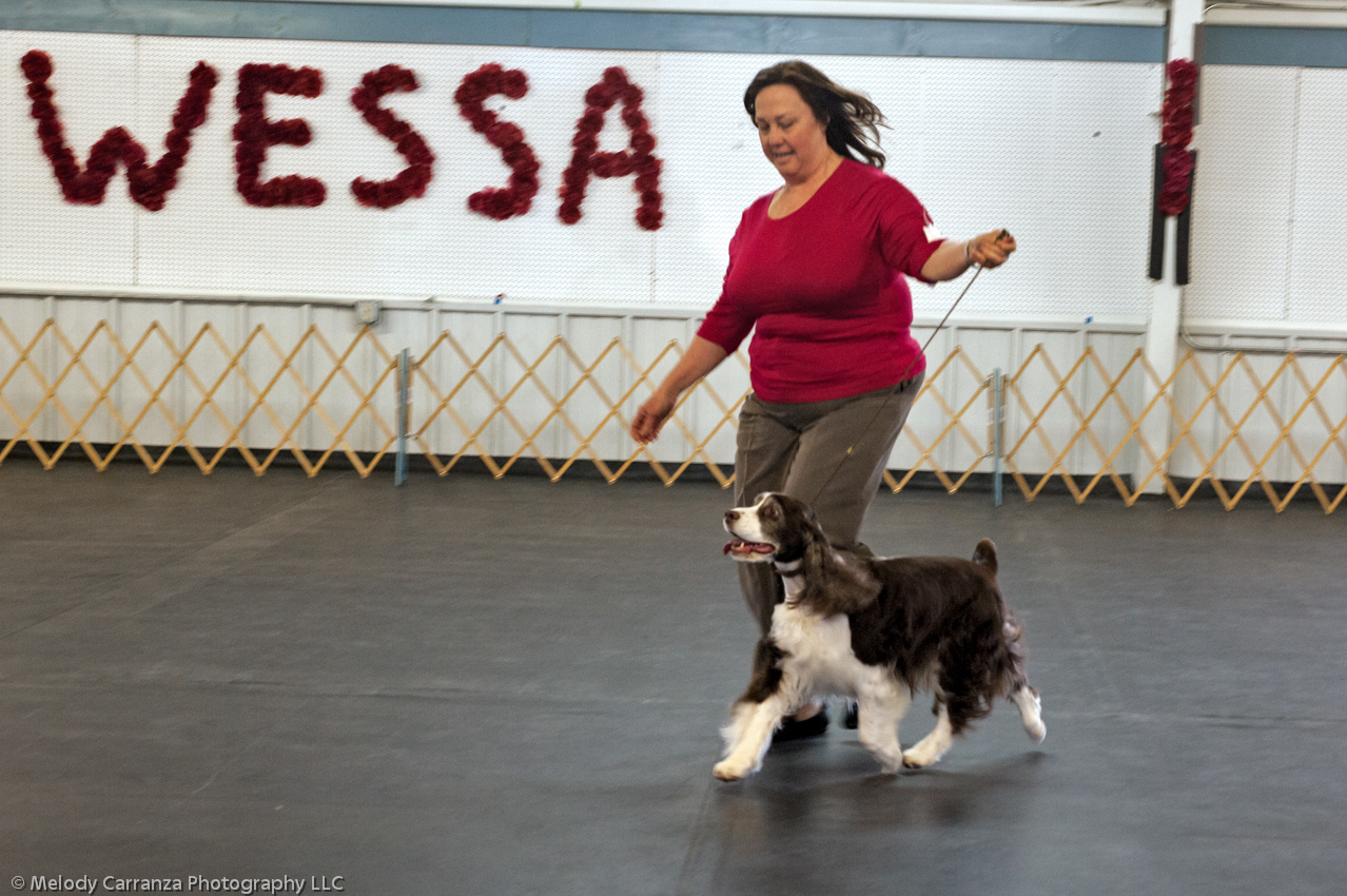 2014 WESSA Specialty Show | Obedience/Rally Trial