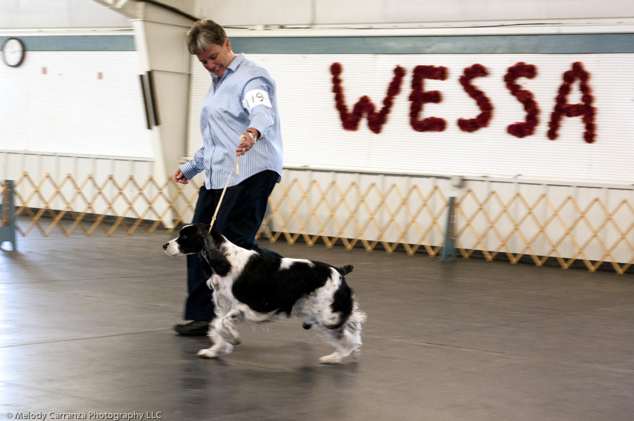 2014 WESSA Specialty Show | Obedience/Rally Trial