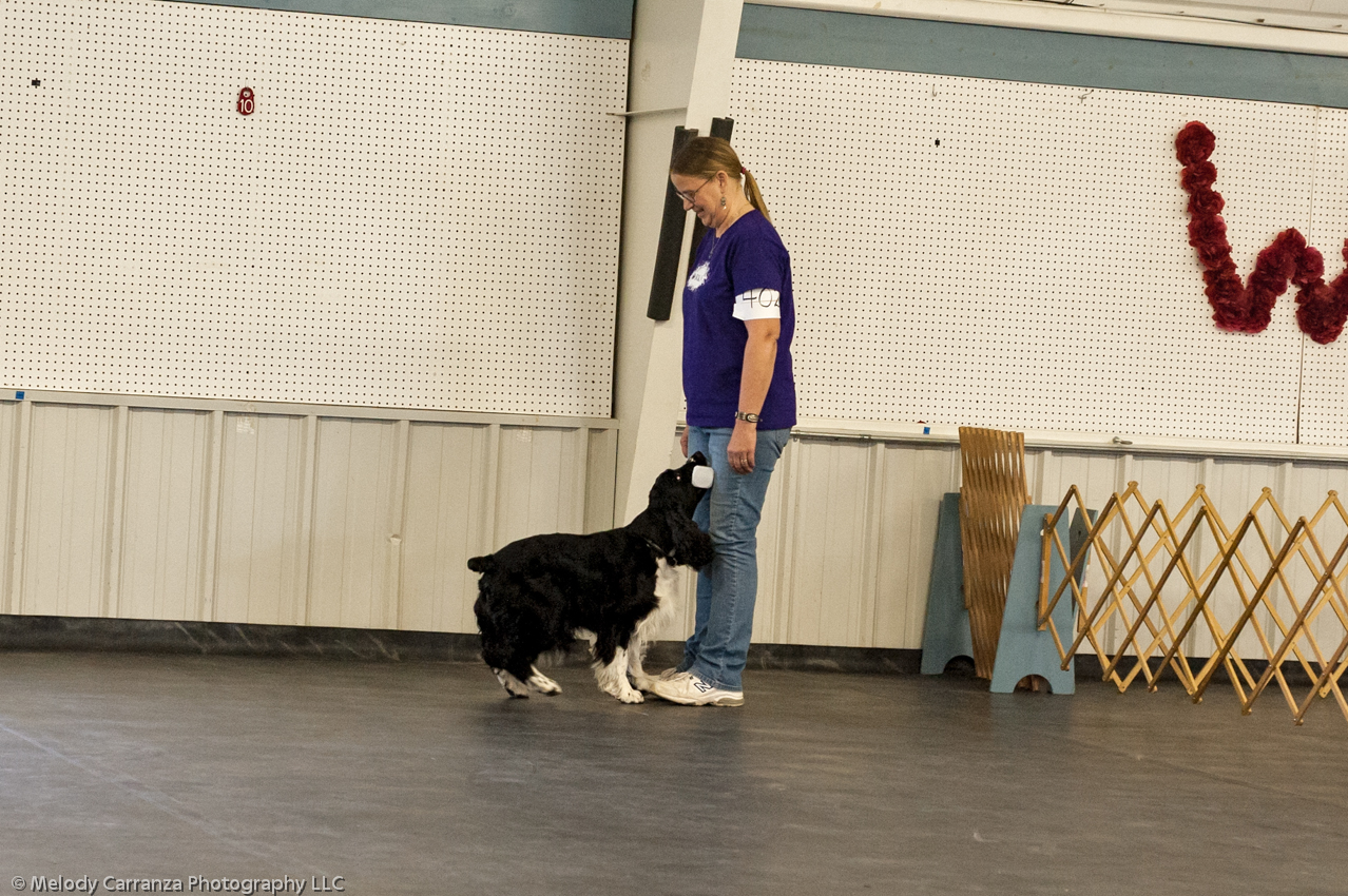 2014 WESSA Specialty Show | Obedience/Rally Trial