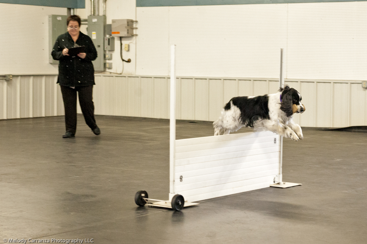 2014 WESSA Specialty Show | Obedience/Rally Trial