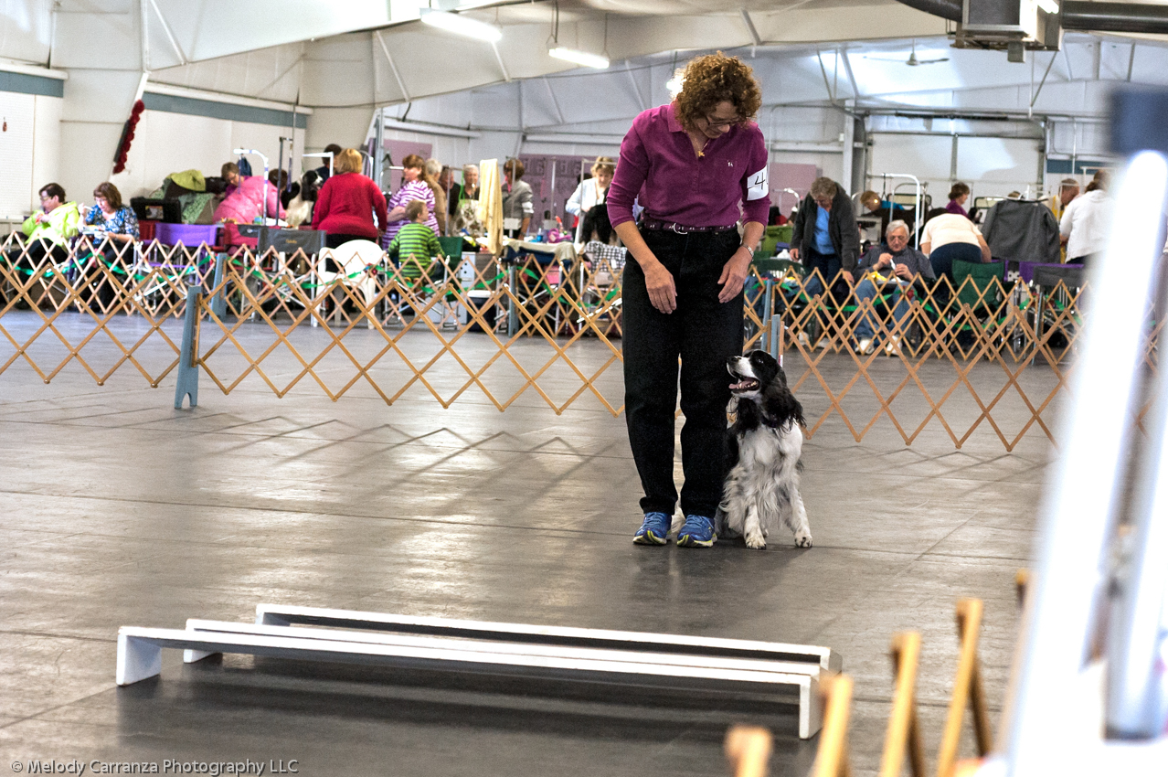 2014 WESSA Specialty Show | Obedience/Rally Trial