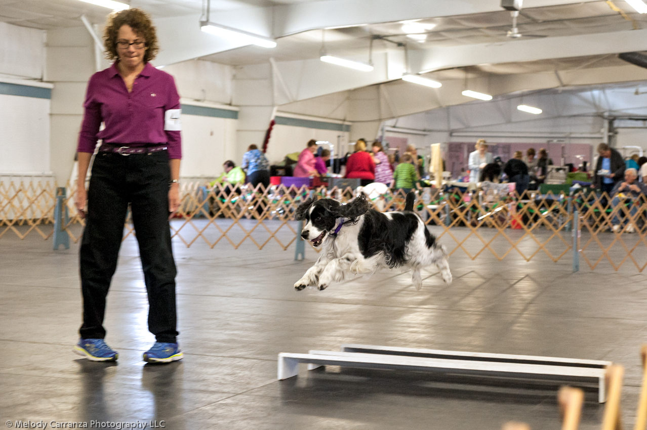 2014 WESSA Specialty Show | Obedience/Rally Trial