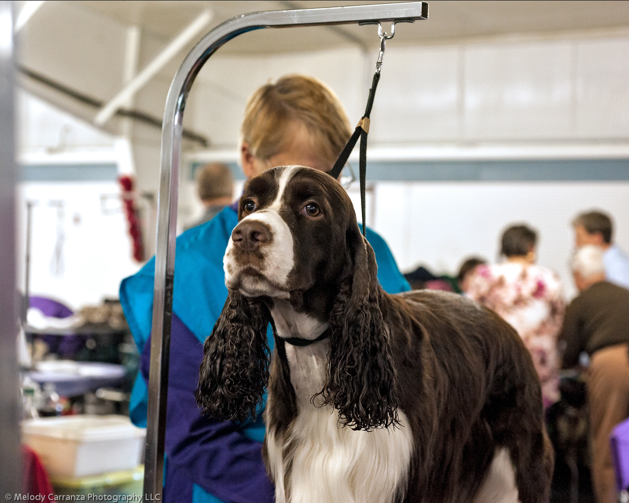 2014 WESSA Specialty Show | Obedience/Rally Trial