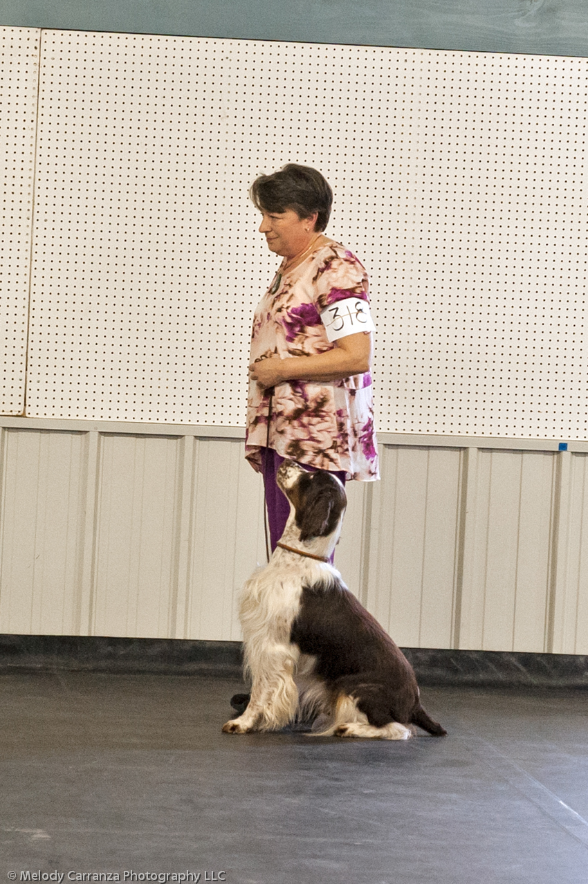 2014 WESSA Specialty Show | Obedience/Rally Trial