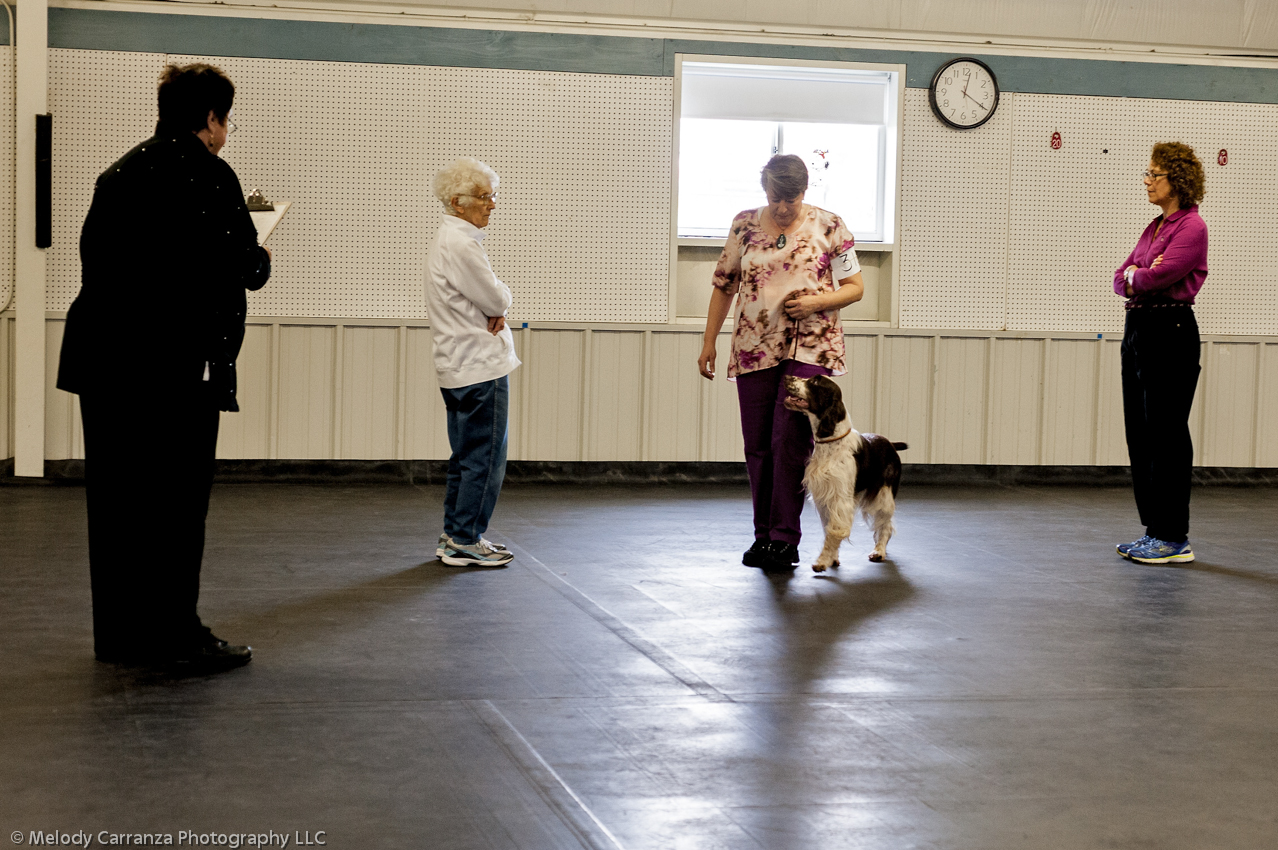 2014 WESSA Specialty Show | Obedience/Rally Trial