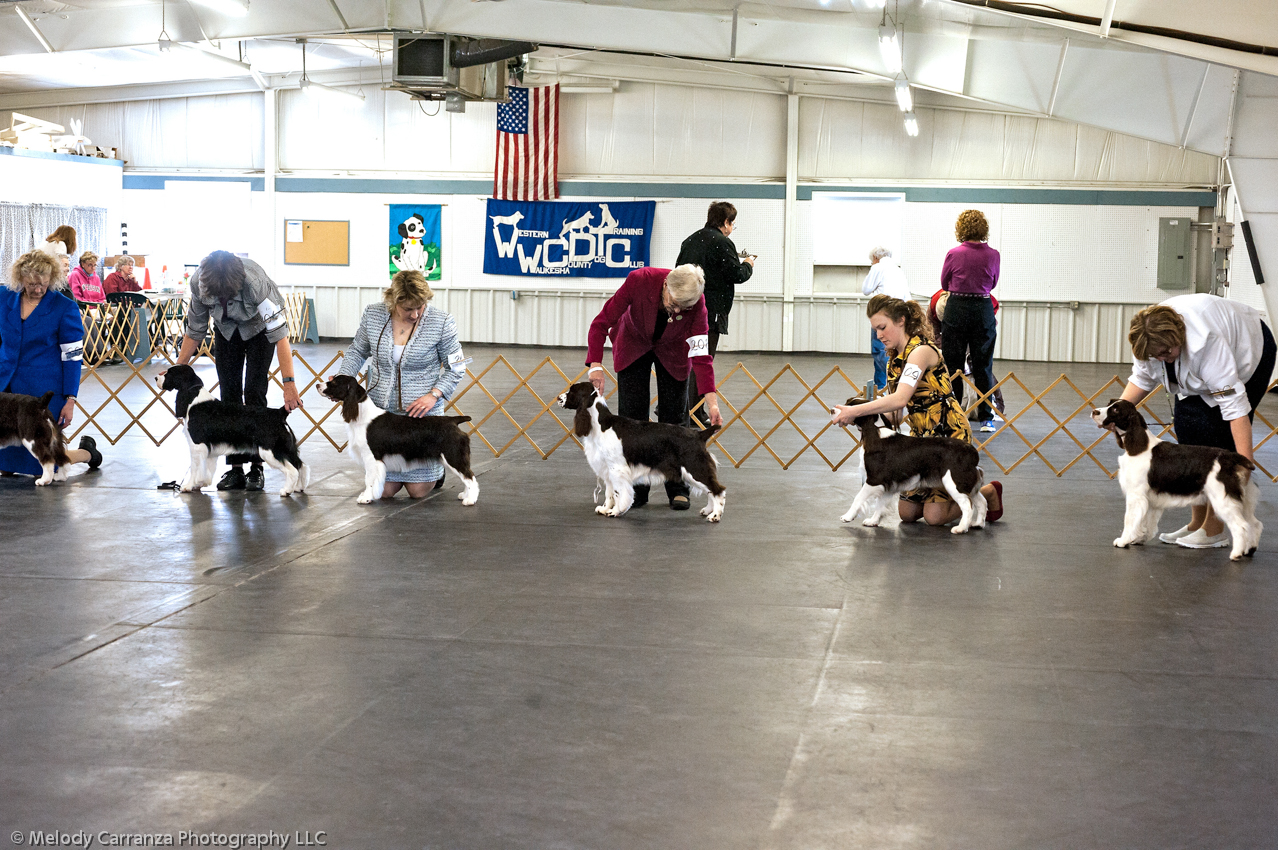 2014 WESSA Specialty Show | Obedience/Rally Trial