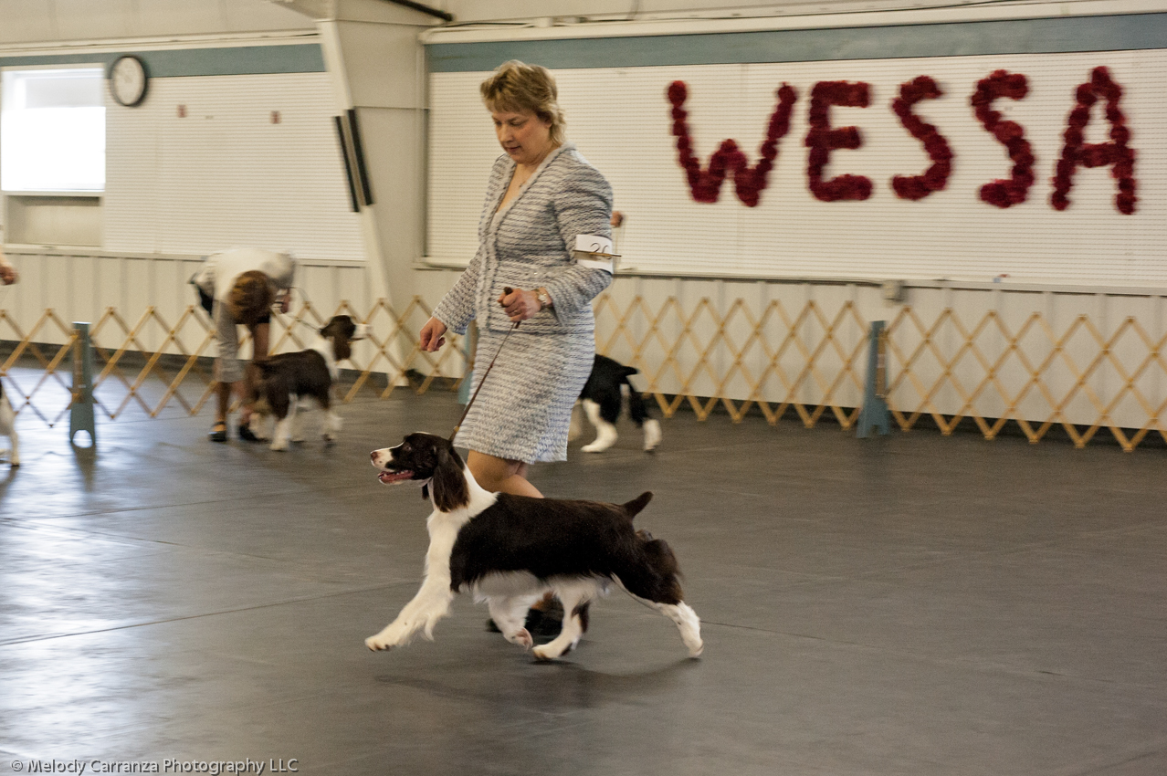 2014 WESSA Specialty Show | Obedience/Rally Trial