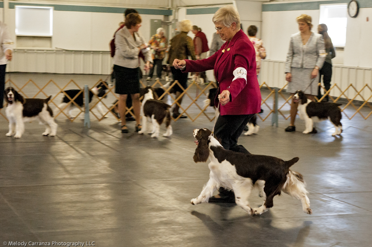 2014 WESSA Specialty Show | Obedience/Rally Trial