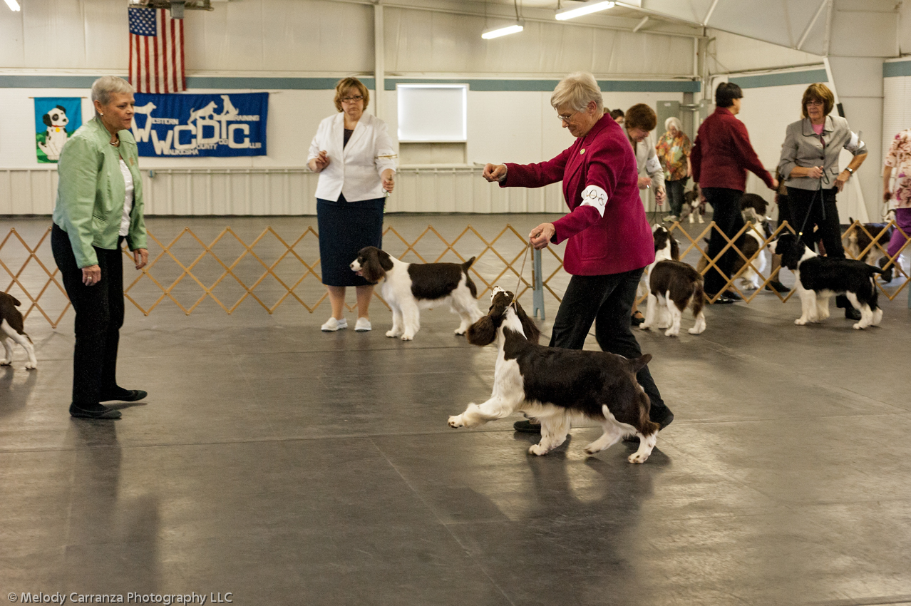 2014 WESSA Specialty Show | Obedience/Rally Trial