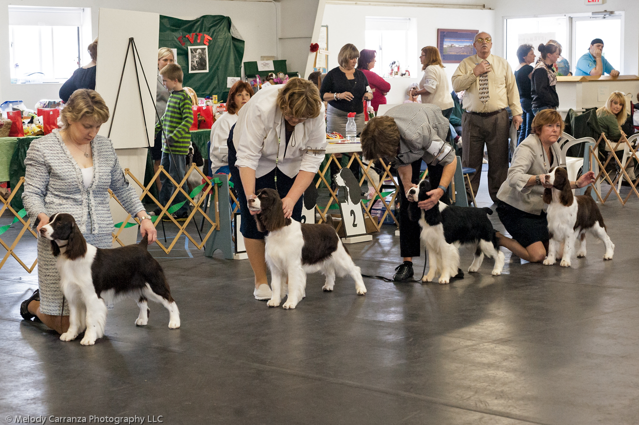 2014 WESSA Specialty Show | Obedience/Rally Trial