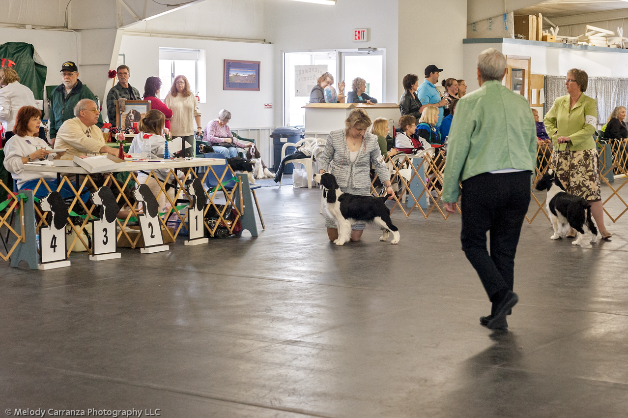 2014 WESSA Specialty Show | Obedience/Rally Trial