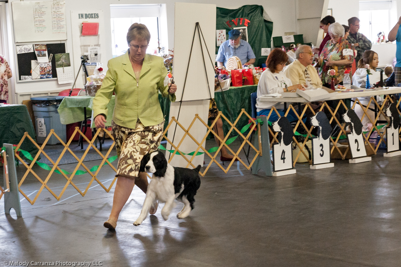 2014 WESSA Specialty Show | Obedience/Rally Trial