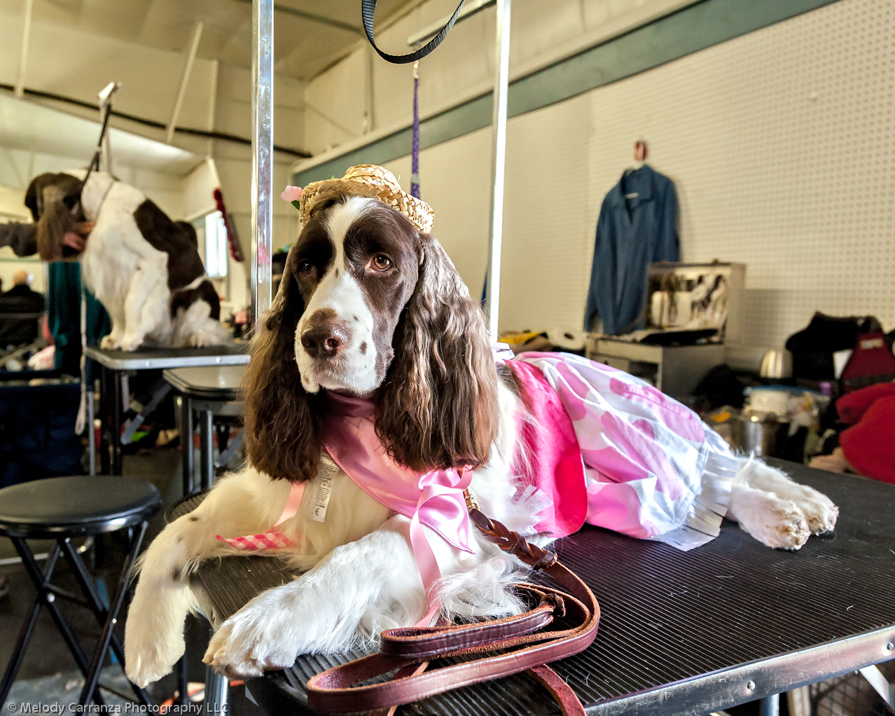 2014 WESSA Specialty Show | Obedience/Rally Trial