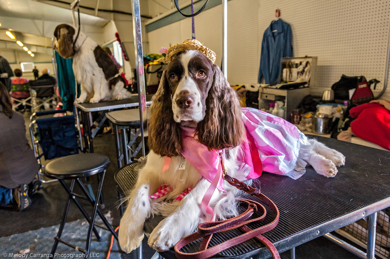 2014 WESSA Specialty Show | Obedience/Rally Trial