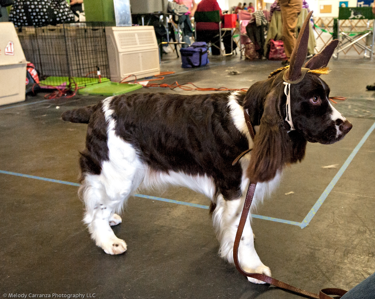 2014 WESSA Specialty Show | Obedience/Rally Trial