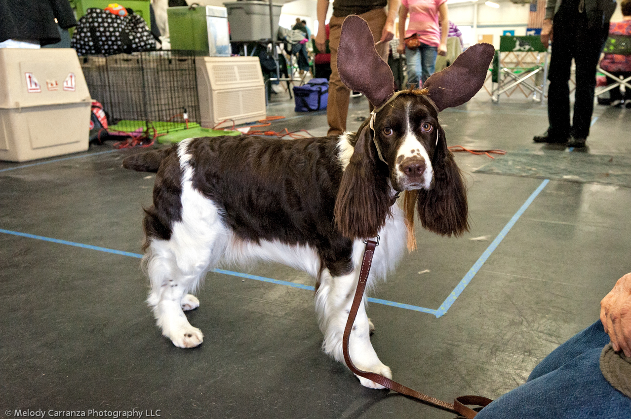 2014 WESSA Specialty Show | Obedience/Rally Trial