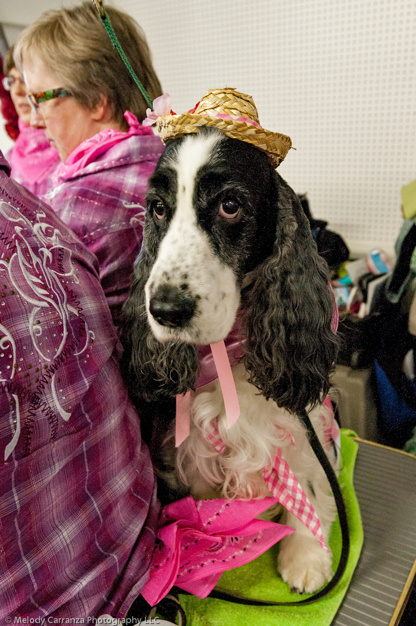 2014 WESSA Specialty Show | Obedience/Rally Trial