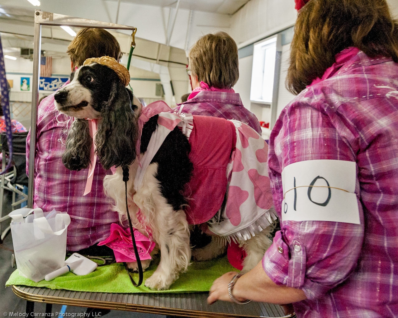 2014 WESSA Specialty Show | Obedience/Rally Trial