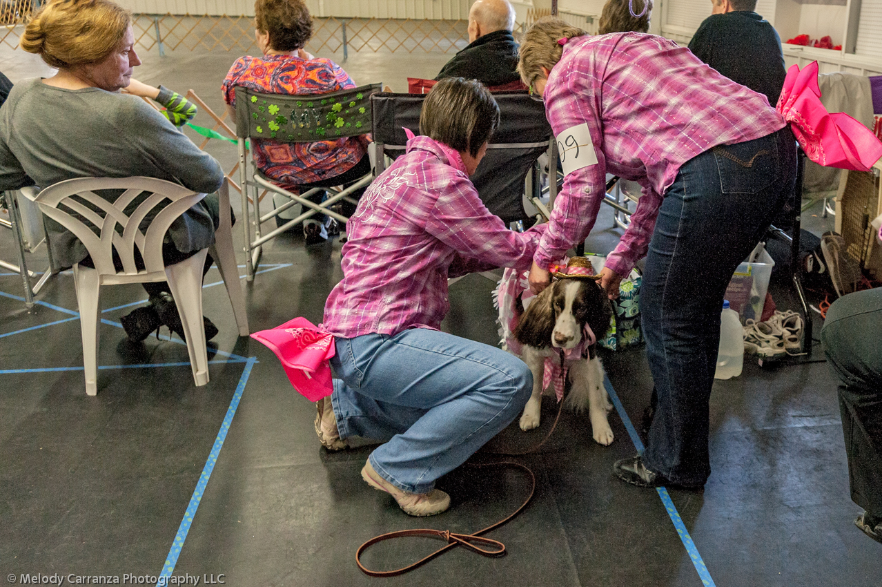 2014 WESSA Specialty Show | Obedience/Rally Trial