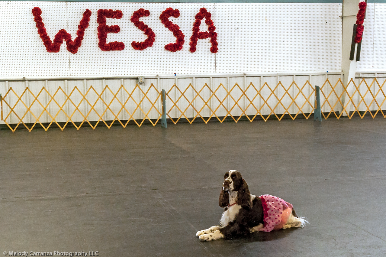 2014 WESSA Specialty Show | Obedience/Rally Trial