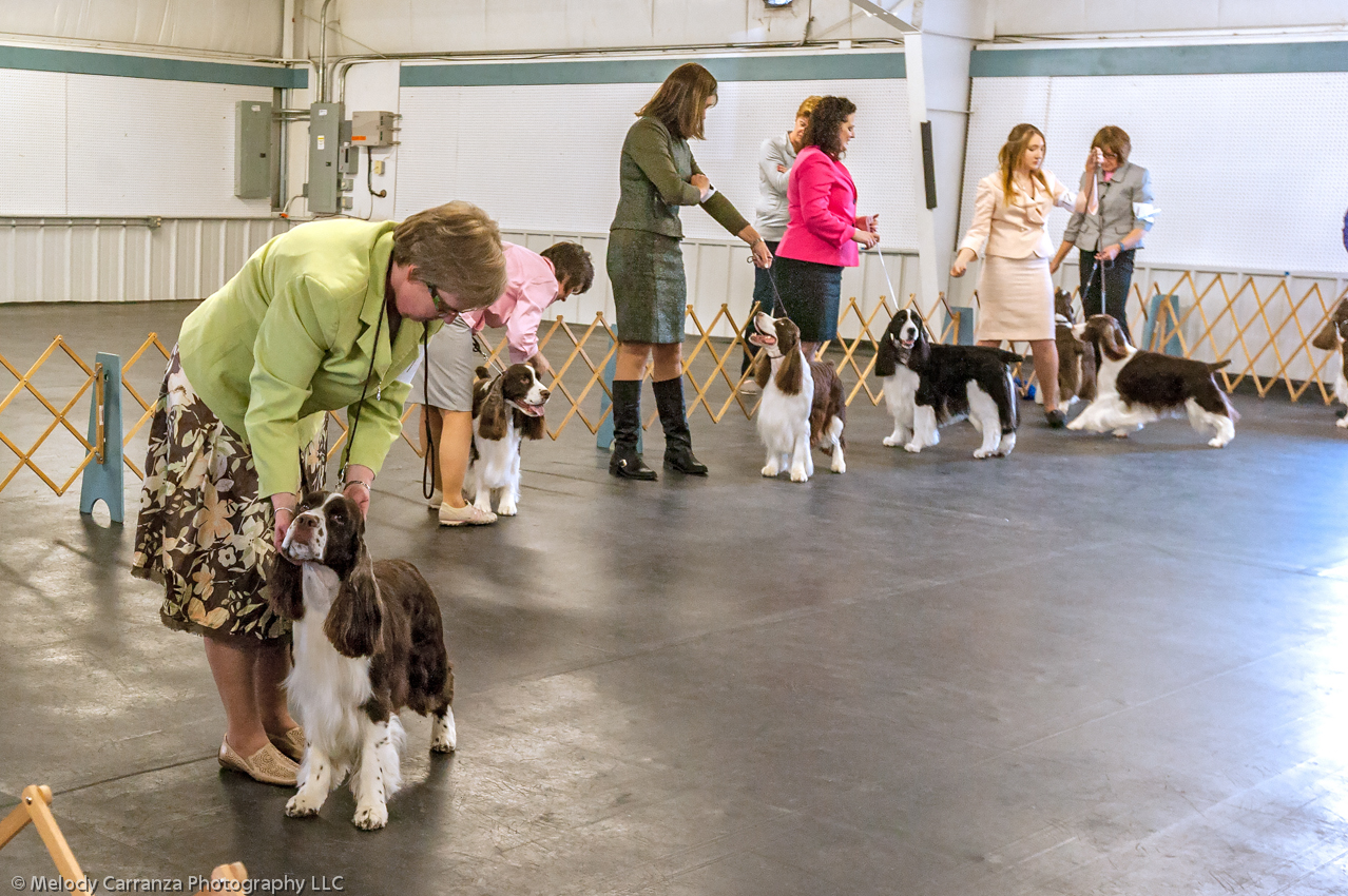 2014 WESSA Specialty Show | Obedience/Rally Trial