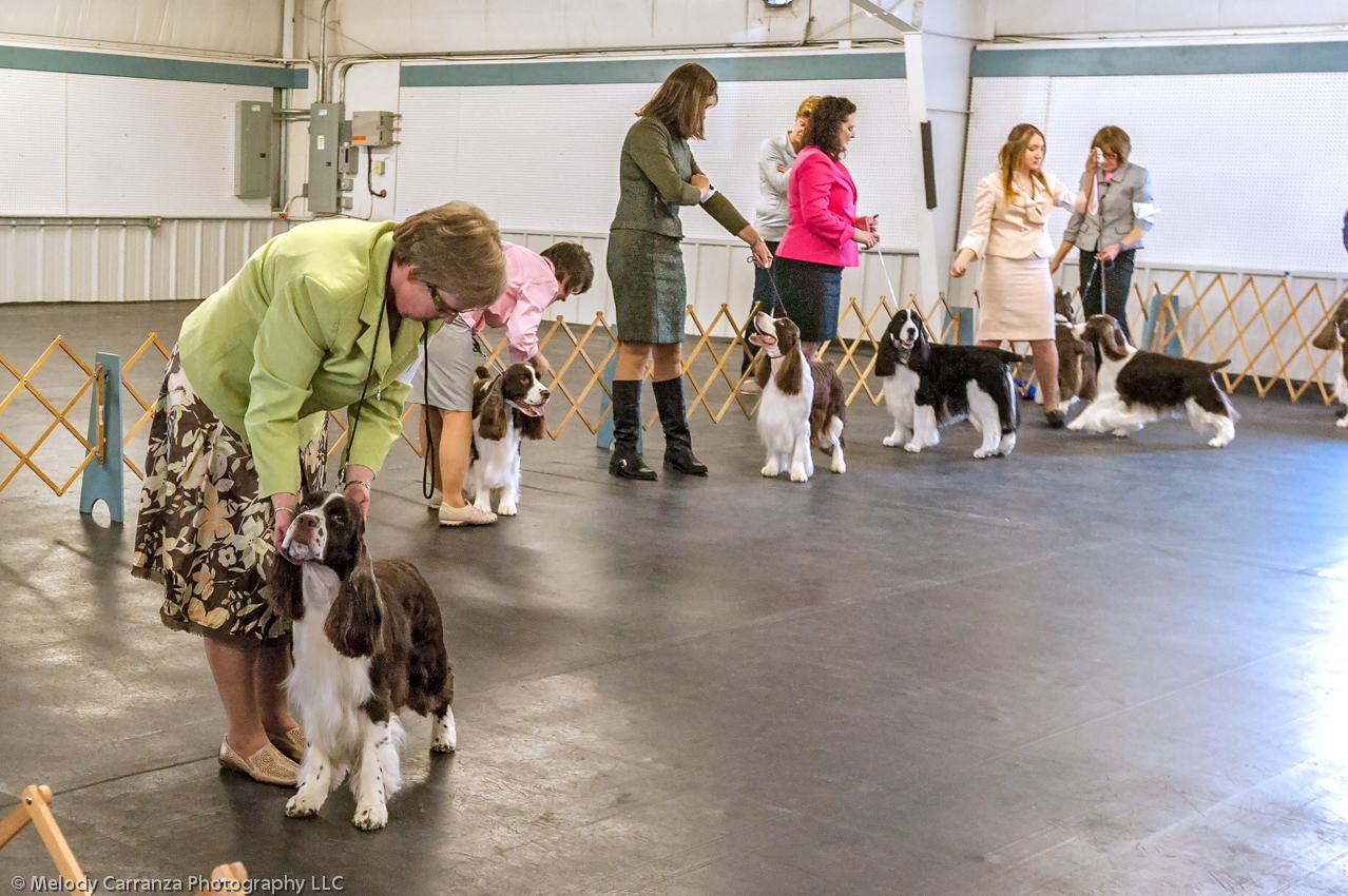 2014 WESSA Specialty Show | Obedience/Rally Trial