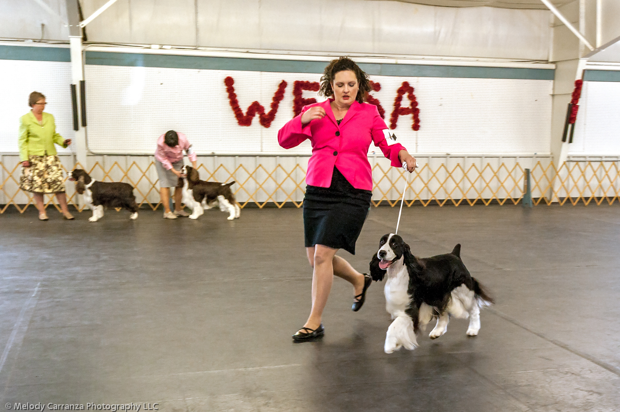 2014 WESSA Specialty Show | Obedience/Rally Trial