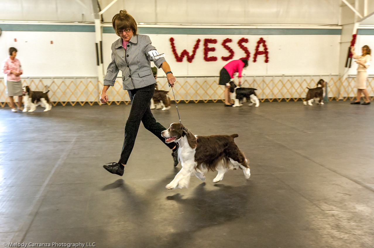 2014 WESSA Specialty Show | Obedience/Rally Trial